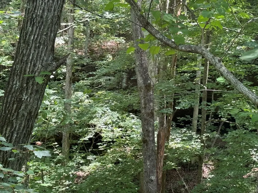 13.1 Ac Wilder Highway Wilder TN 38589