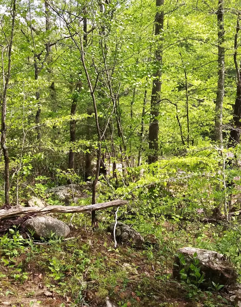 Lot 384 East Obey Lane Wilder TN 38589