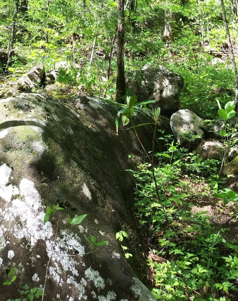 Lot 384 East Obey Lane Wilder TN 38589