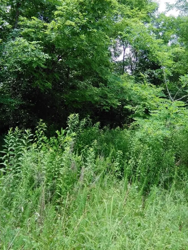 Lot 384 East Obey Lane Wilder TN 38589