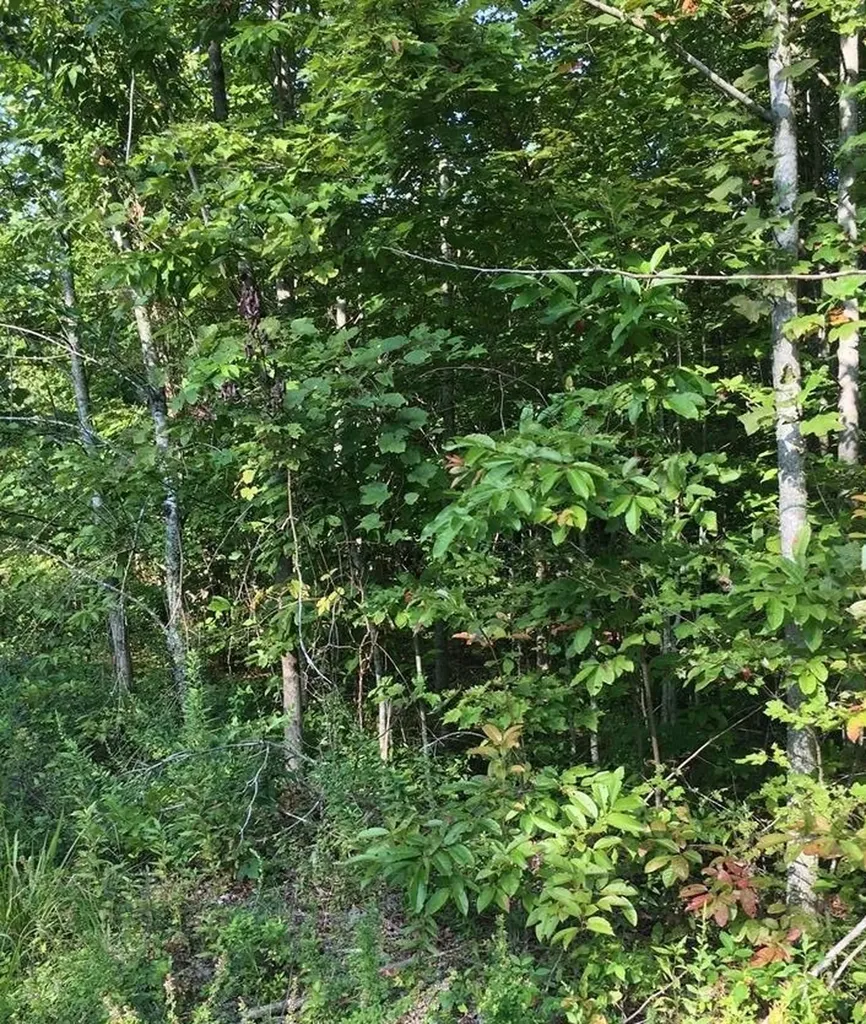 Lot 384 East Obey Lane Wilder TN 38589