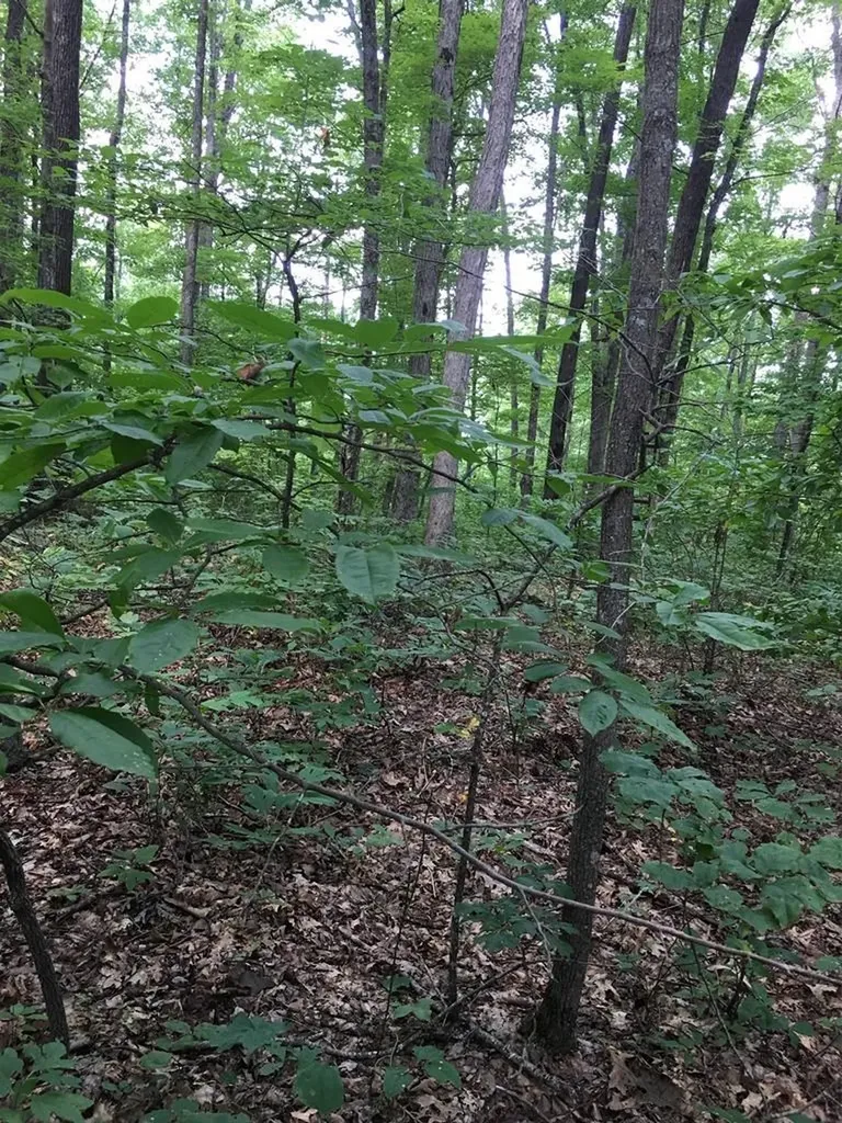 Lot 384 East Obey Lane Wilder TN 38589