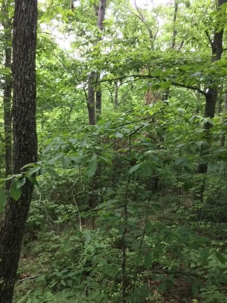 Lot 383 East Obey Lane Wilder TN 38589