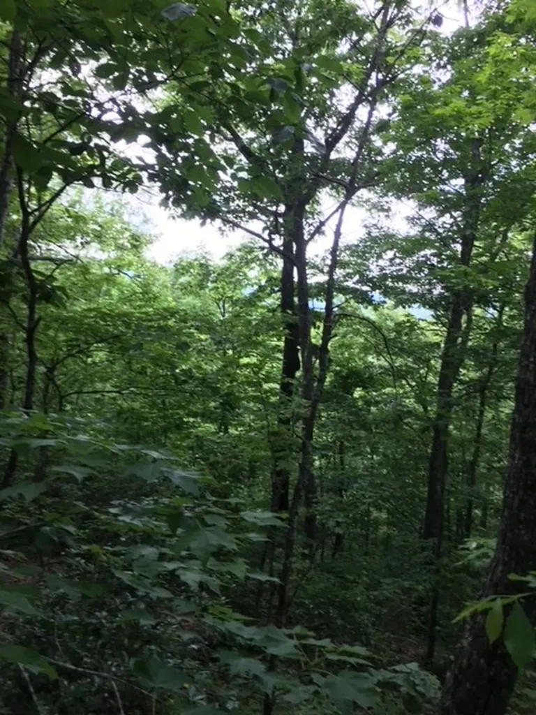 Lot 383 East Obey Lane Wilder TN 38589
