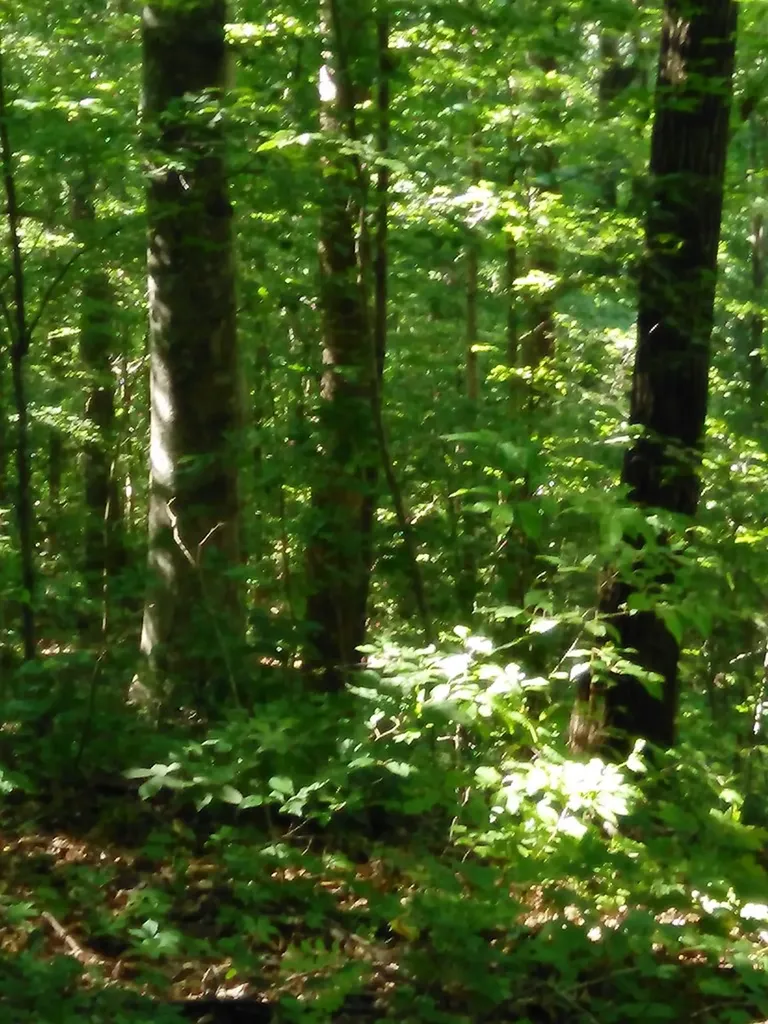 Lot 383 East Obey Lane Wilder TN 38589