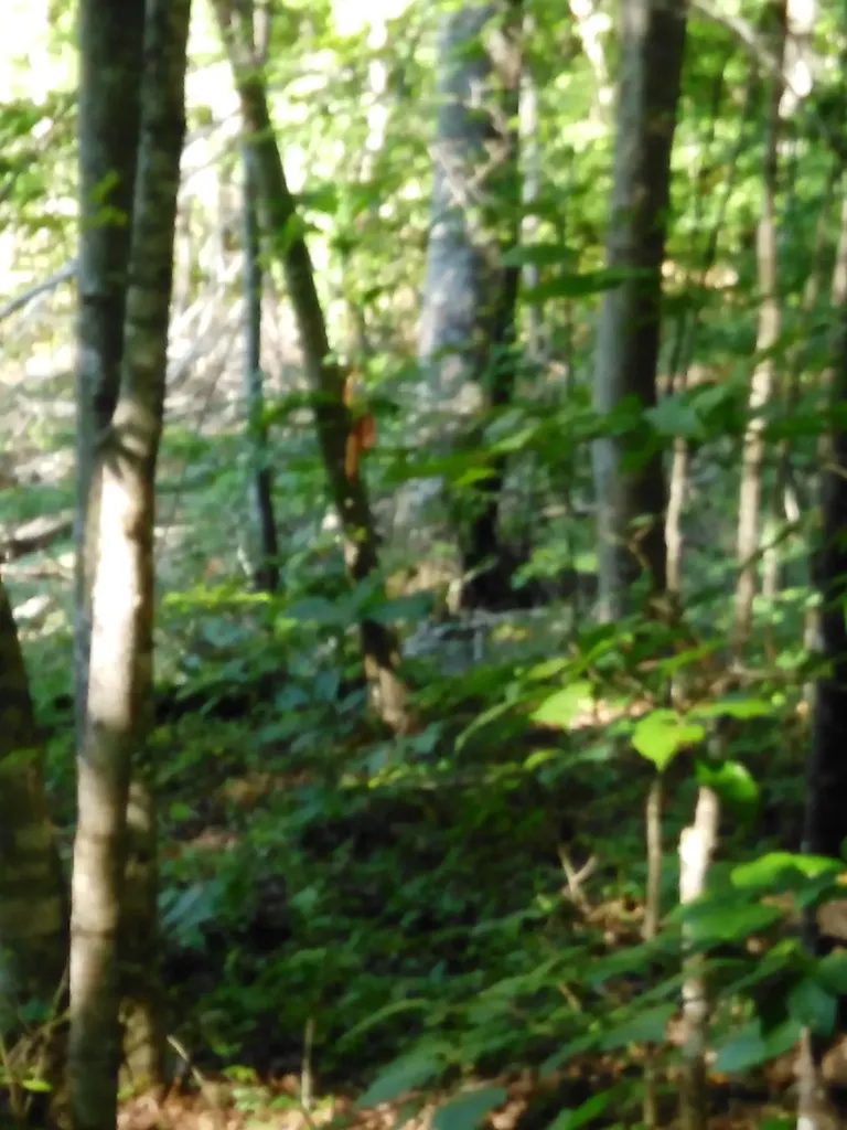 Lot 383 East Obey Lane Wilder TN 38589