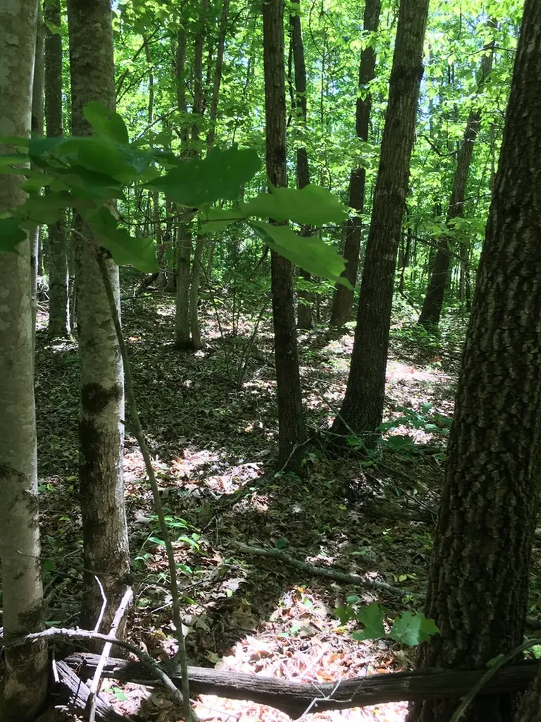 Lot 383 East Obey Lane Wilder TN 38589