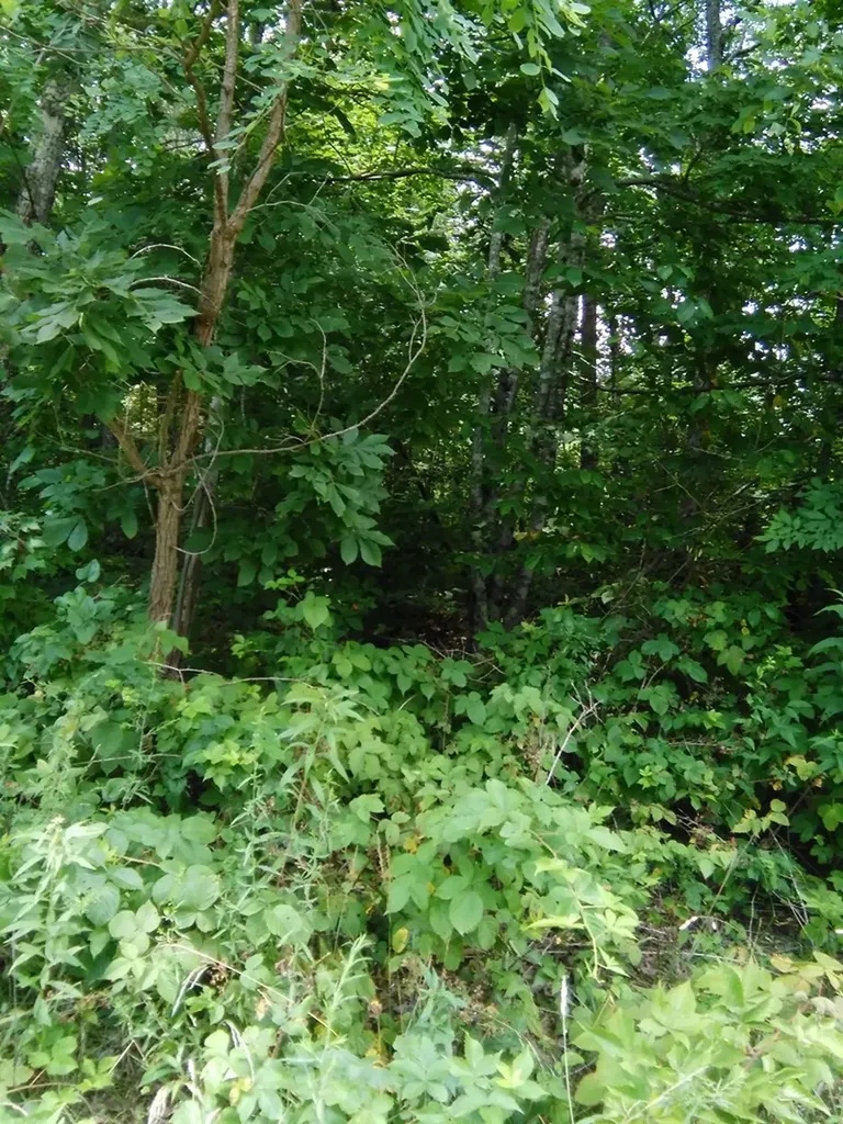 Lot 383 East Obey Lane Wilder TN 38589