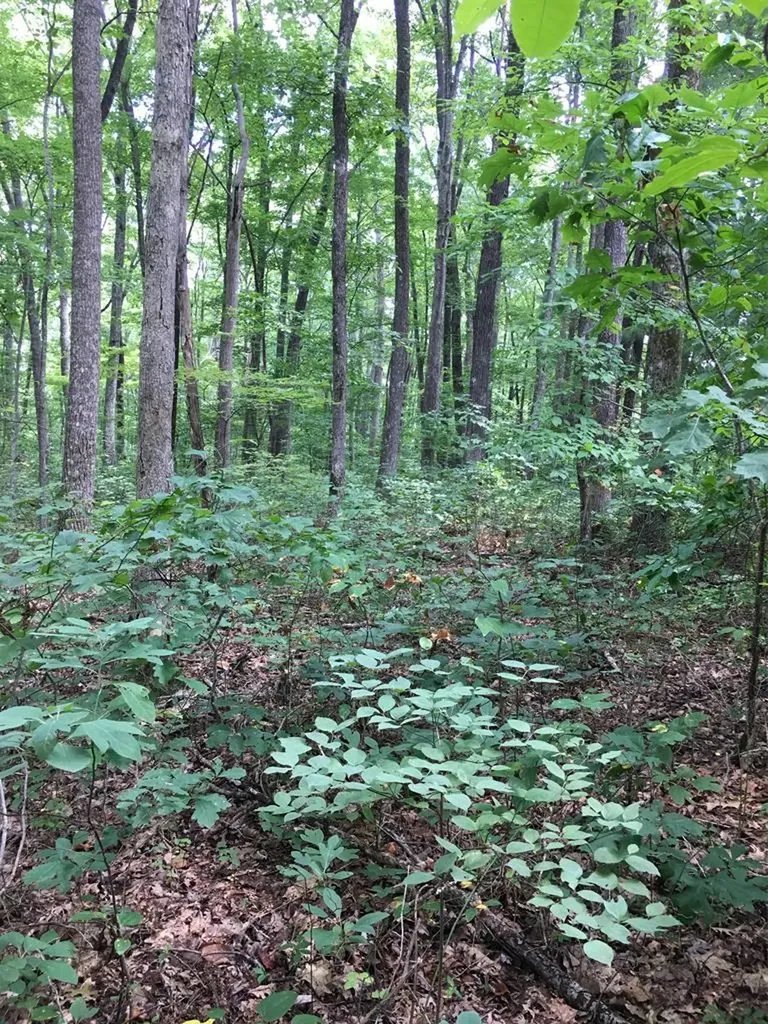 Lot 383 East Obey Lane Wilder TN 38589