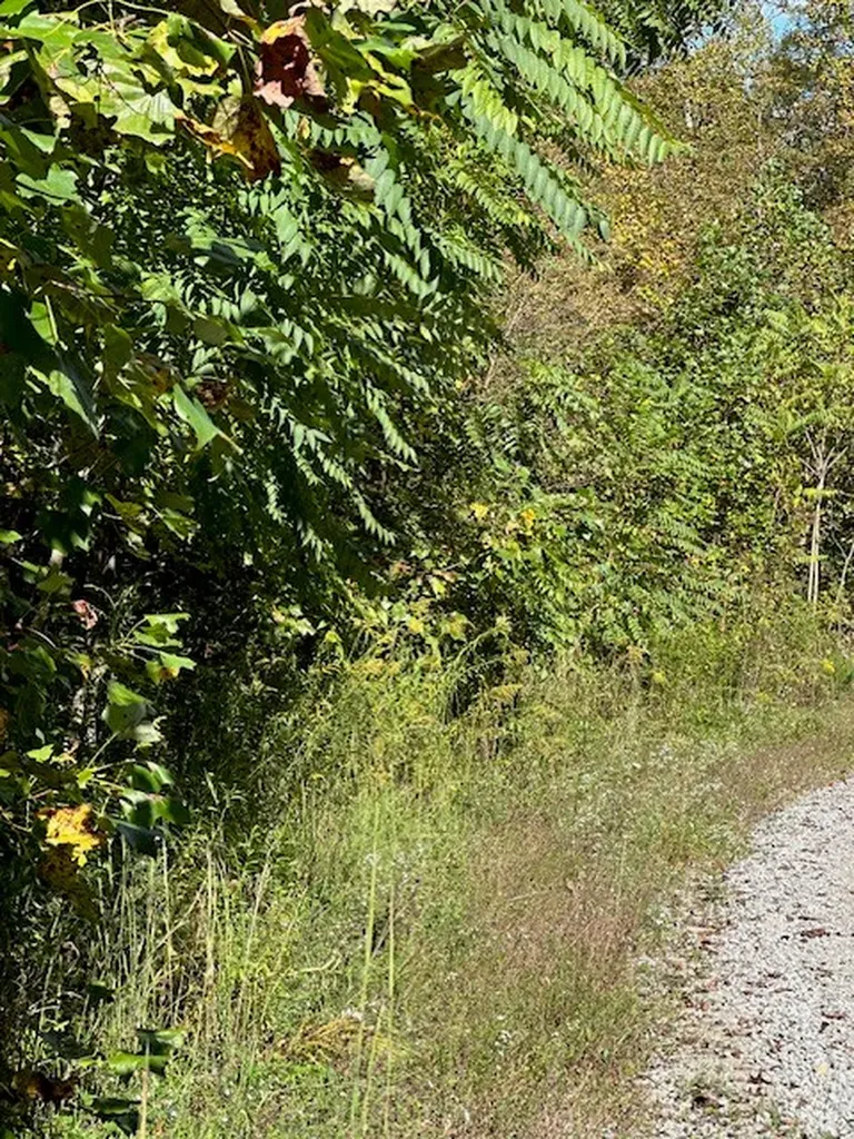 Lot 383 East Obey Lane Wilder TN 38589
