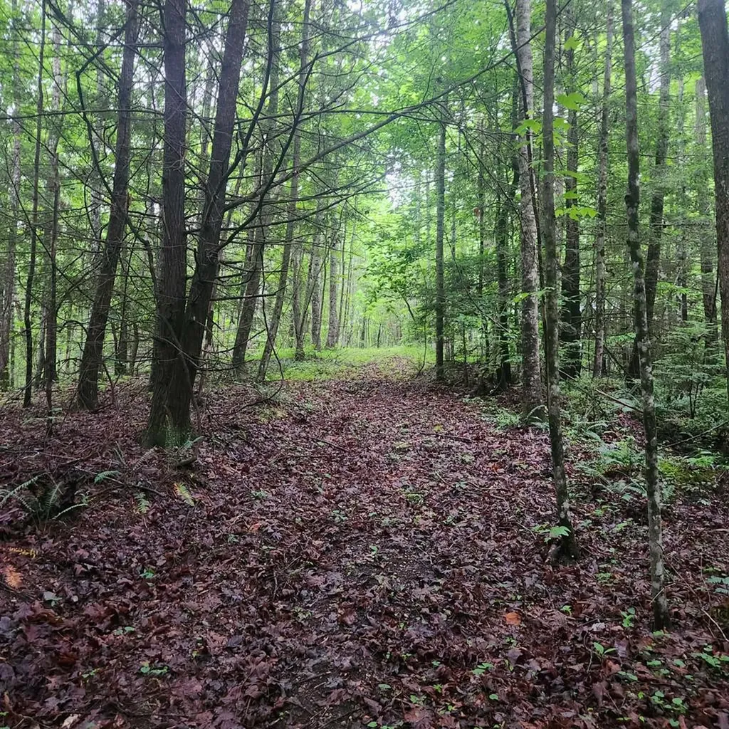 186 Crockett Cemetery Road Jamestown TN 38556
