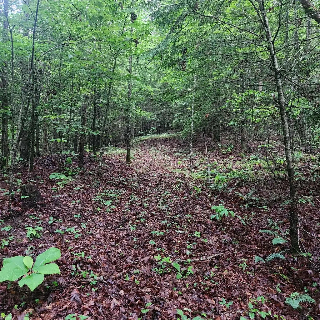 186 Crockett Cemetery Road Jamestown TN 38556