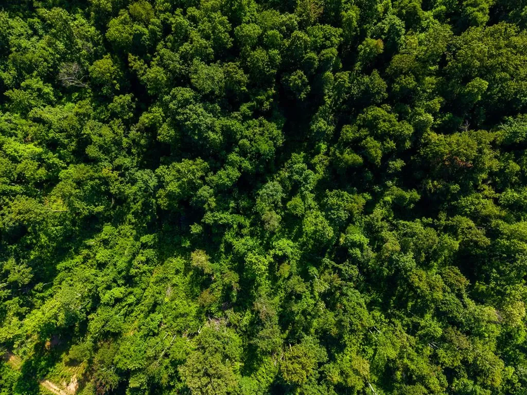 None 82 Ac. Linder Mountain Road Livingston TN 38570