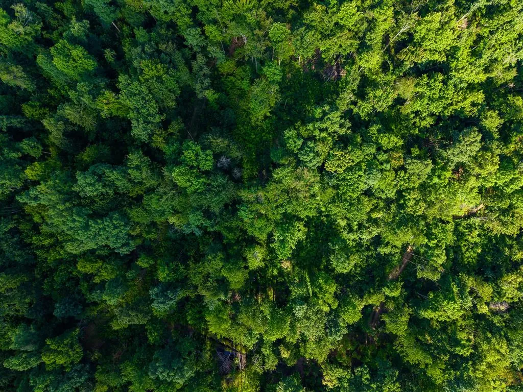 None 82 Ac. Linder Mountain Road Livingston TN 38570