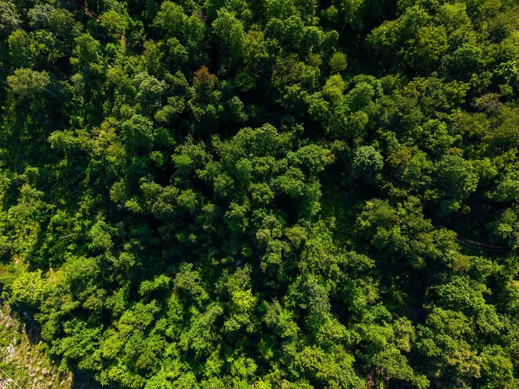 None 82 Ac. Linder Mountain Road Livingston TN 38570