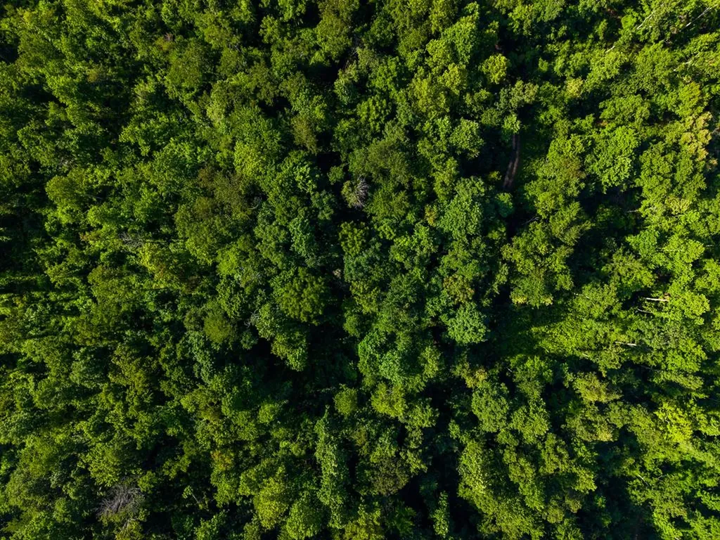 None 82 Ac. Linder Mountain Road Livingston TN 38570