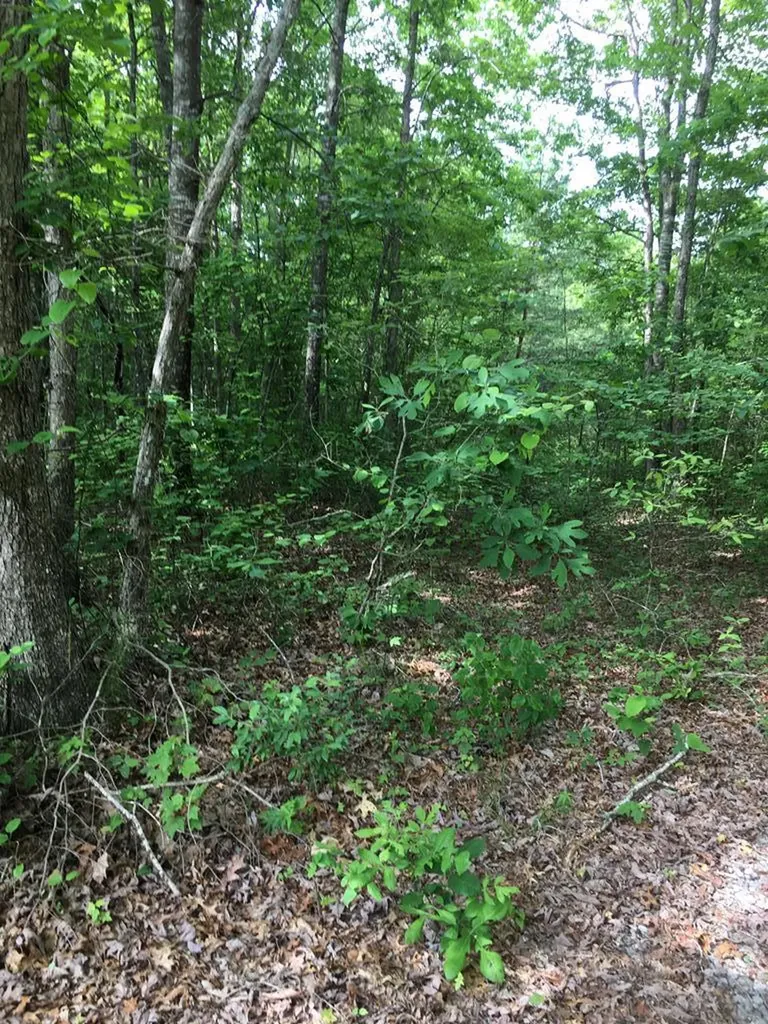 Lot 47 Buckeye Lane Wilder TN 38589