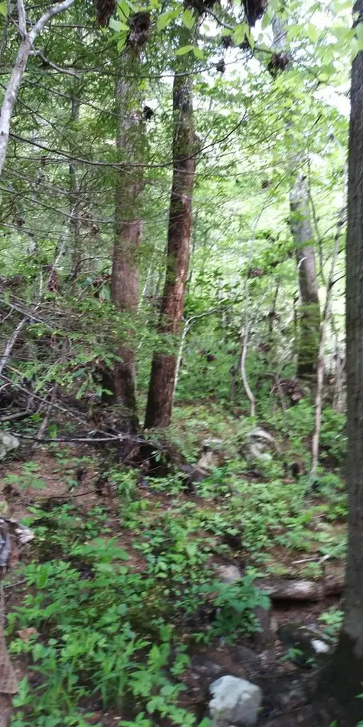 Lot 47 Buckeye Lane Wilder TN 38589