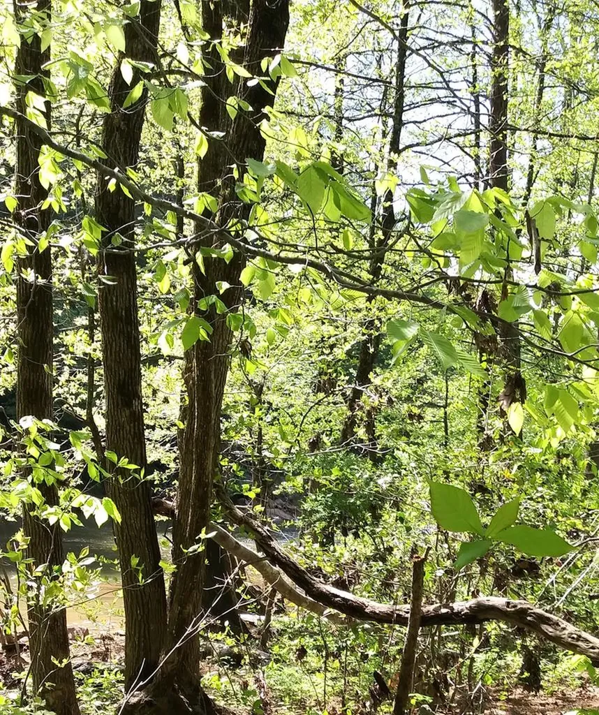 Lot 47 Buckeye Lane Wilder TN 38589