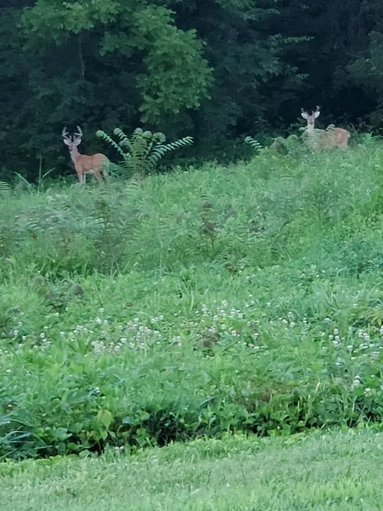 8499 Round Cove Road Sparta TN 38583