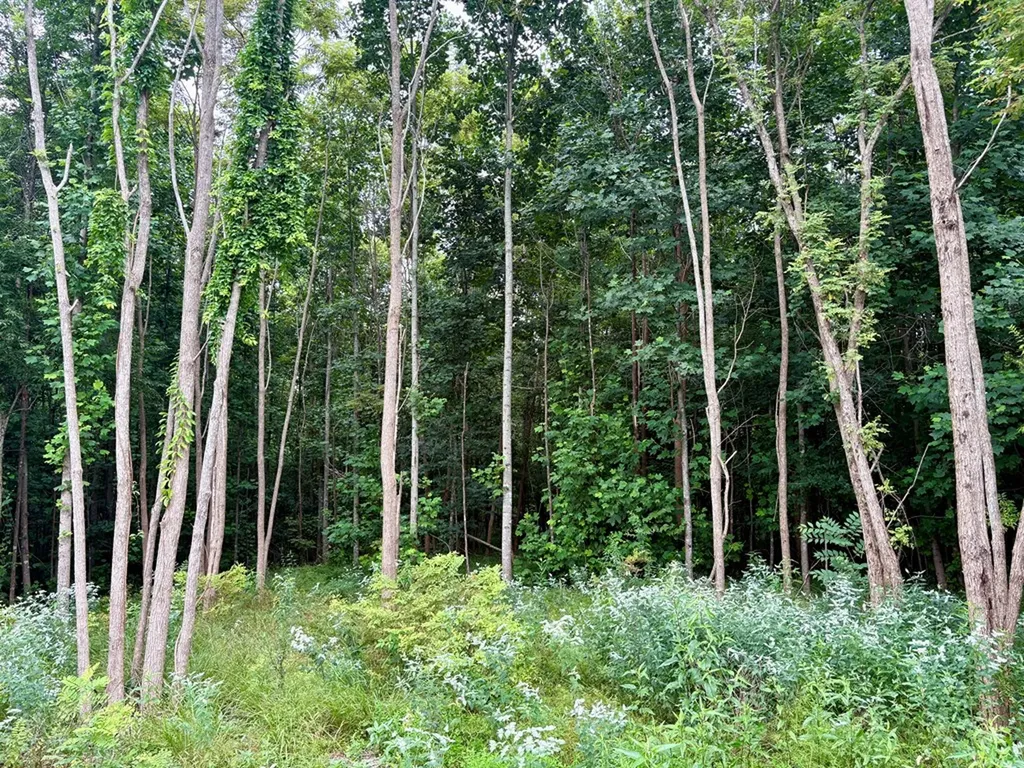 292 Overlook Drive Spencer TN 38585