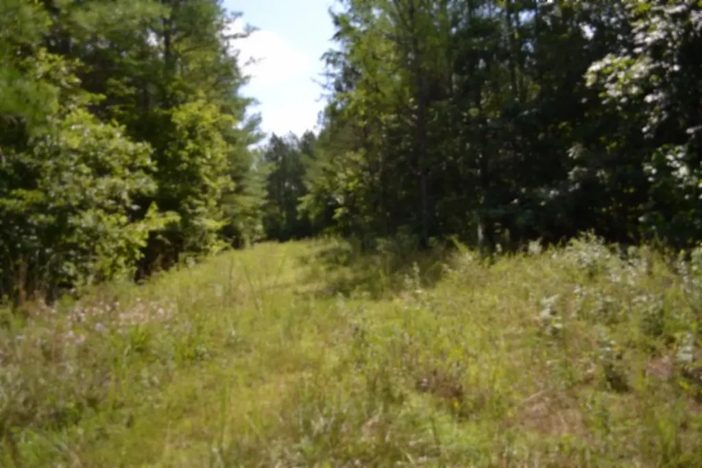 318 Rhodas Way Road Sunbright TN 37872