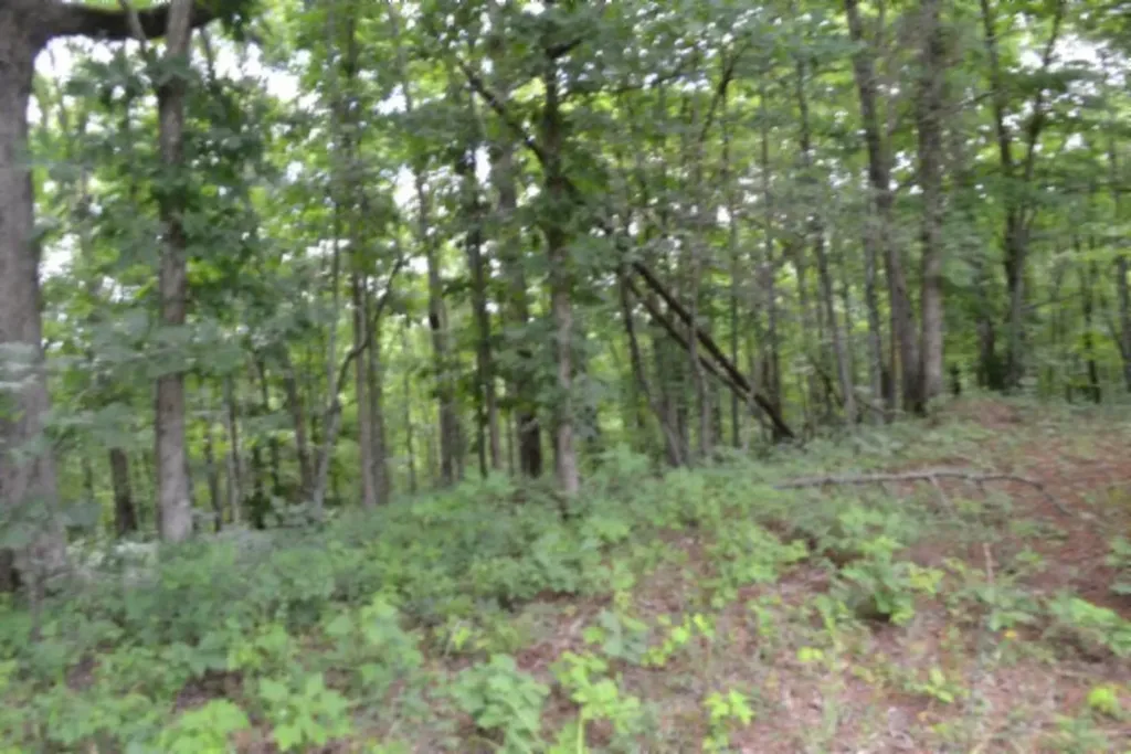 318 Rhodas Way Road Sunbright TN 37872