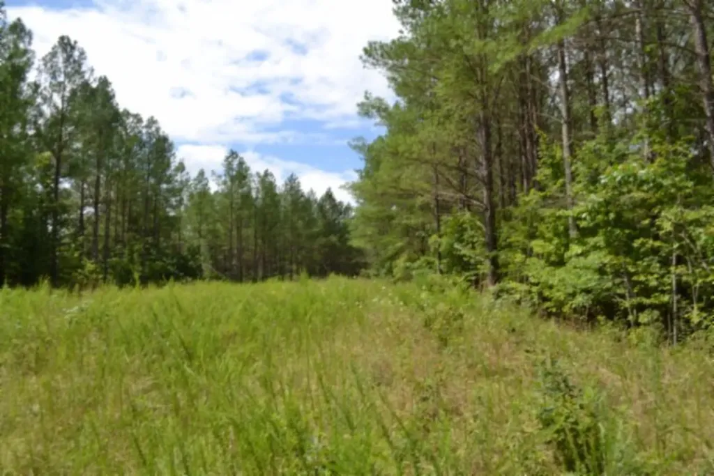 318 Rhodas Way Road Sunbright TN 37872