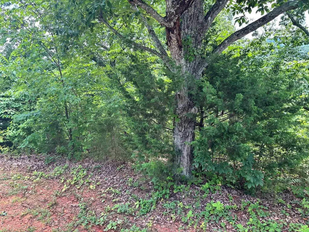 1.31 Ac Wood River Lane Allons TN 38541