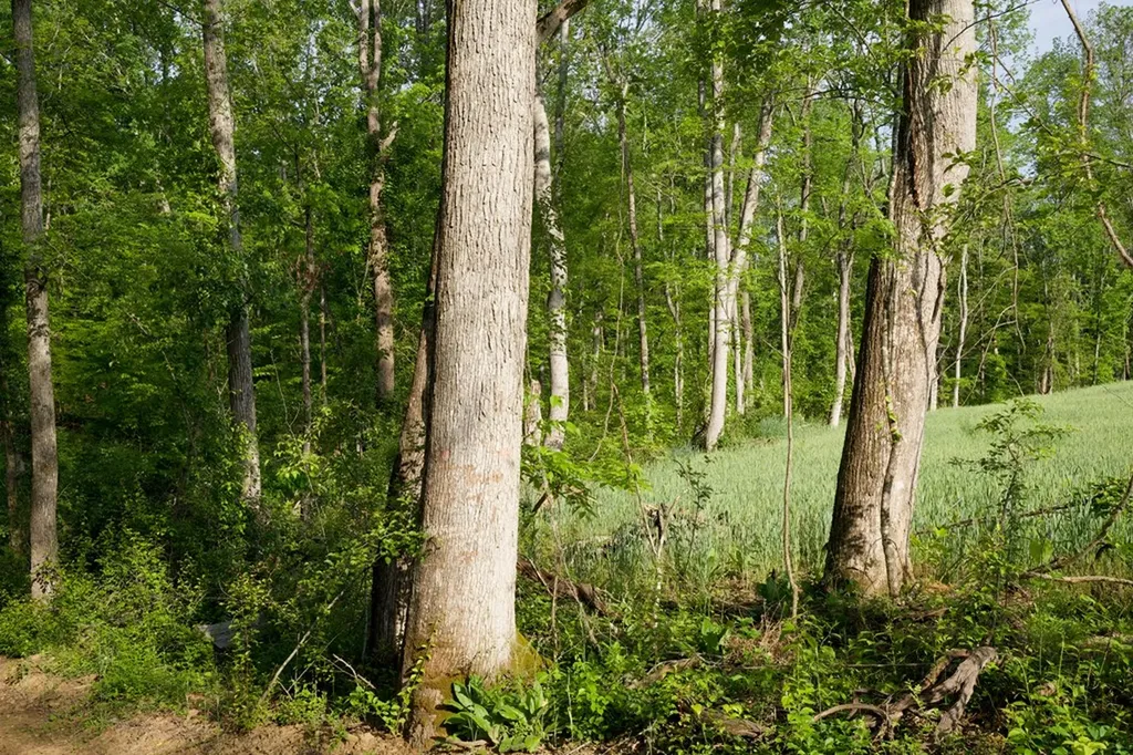 53AC Hankins Road Rock Island TN 38581