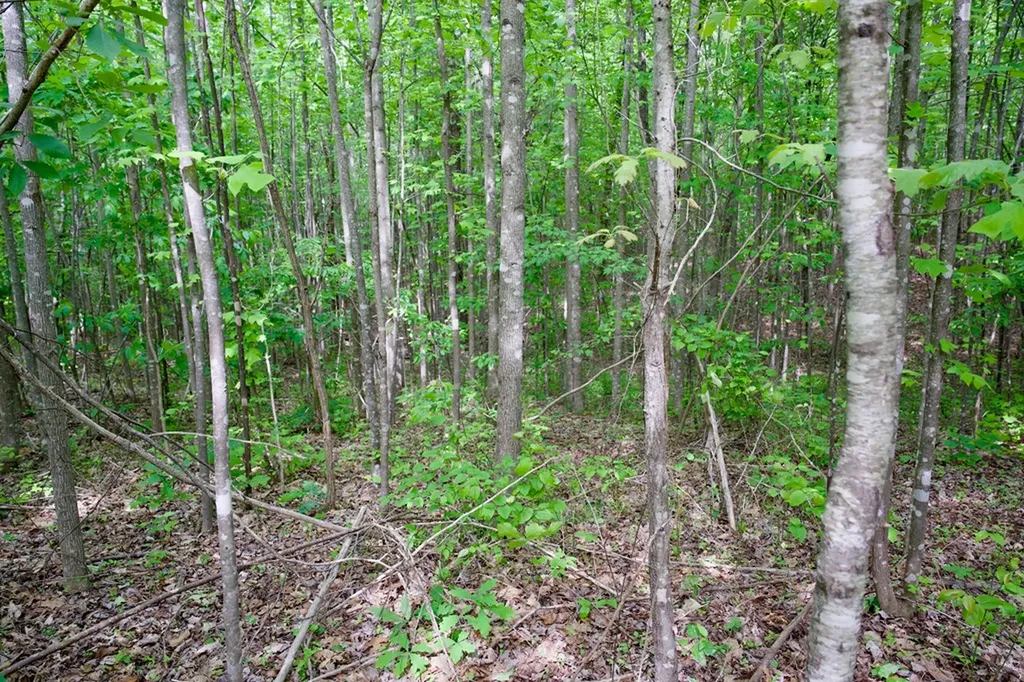 1.53AC Valley View Lane Spencer TN 38585