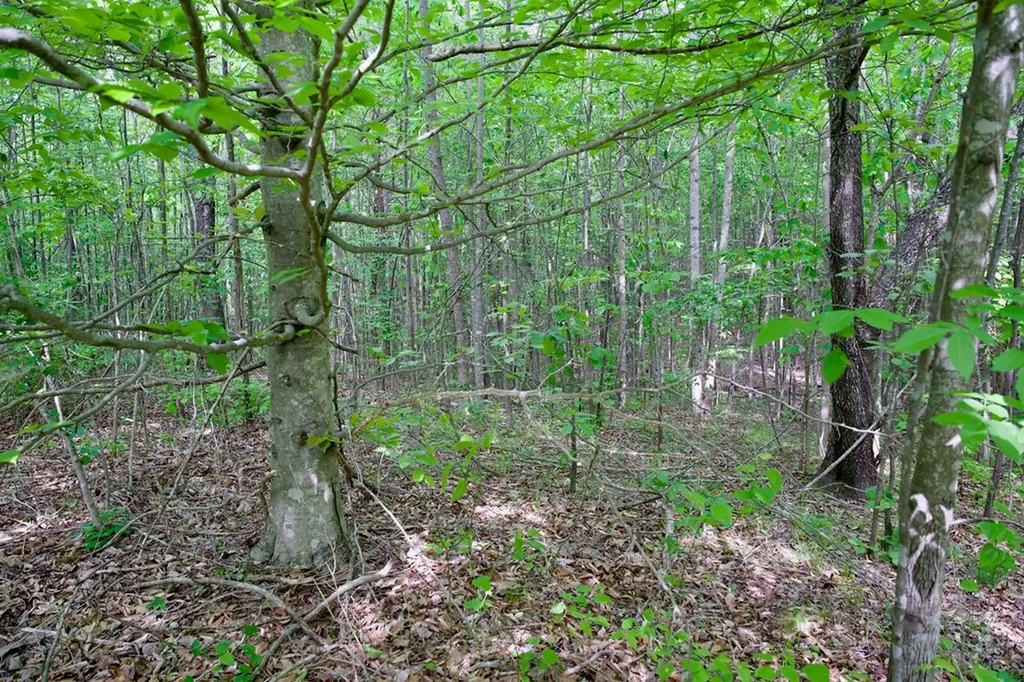 1.53AC Valley View Lane Spencer TN 38585
