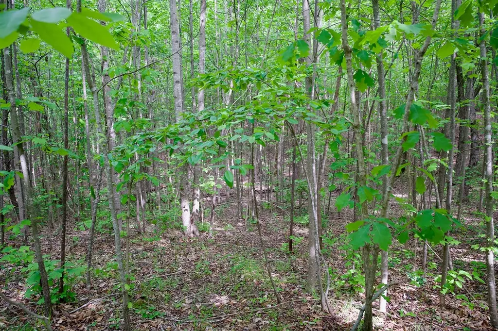 1.53AC Valley View Lane Spencer TN 38585