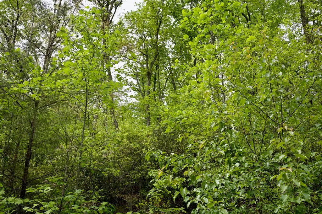 1.4AC Creek Side Lane Spencer TN 38585