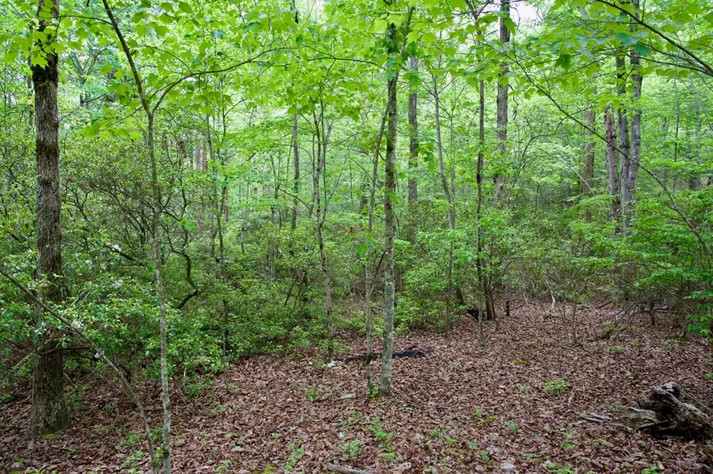 1.2AC Coyote Trail Spencer TN 38585
