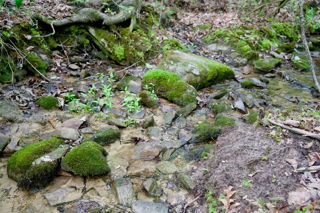 1.2AC Coyote Trail Spencer TN 38585