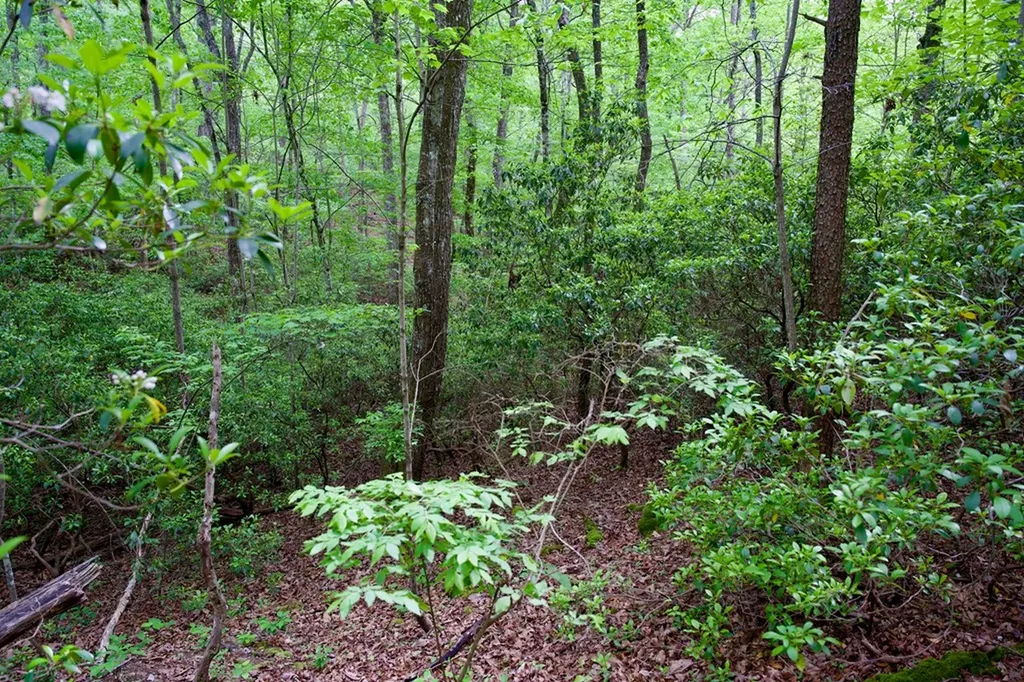 1.2AC Coyote Trail Spencer TN 38585