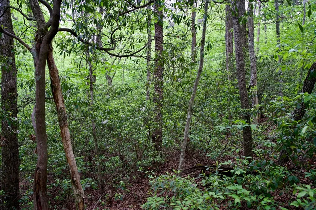 1.2AC Coyote Trail Spencer TN 38585