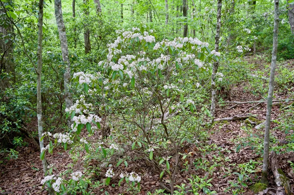 1.2AC Coyote Trail Spencer TN 38585