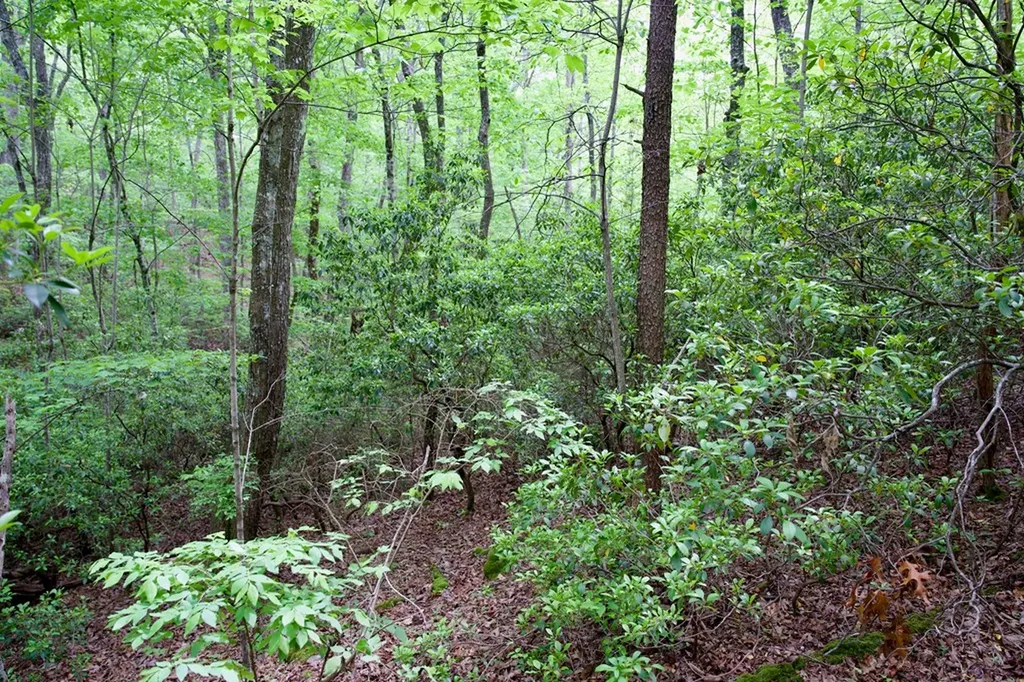 1.2AC Coyote Trail Spencer TN 38585