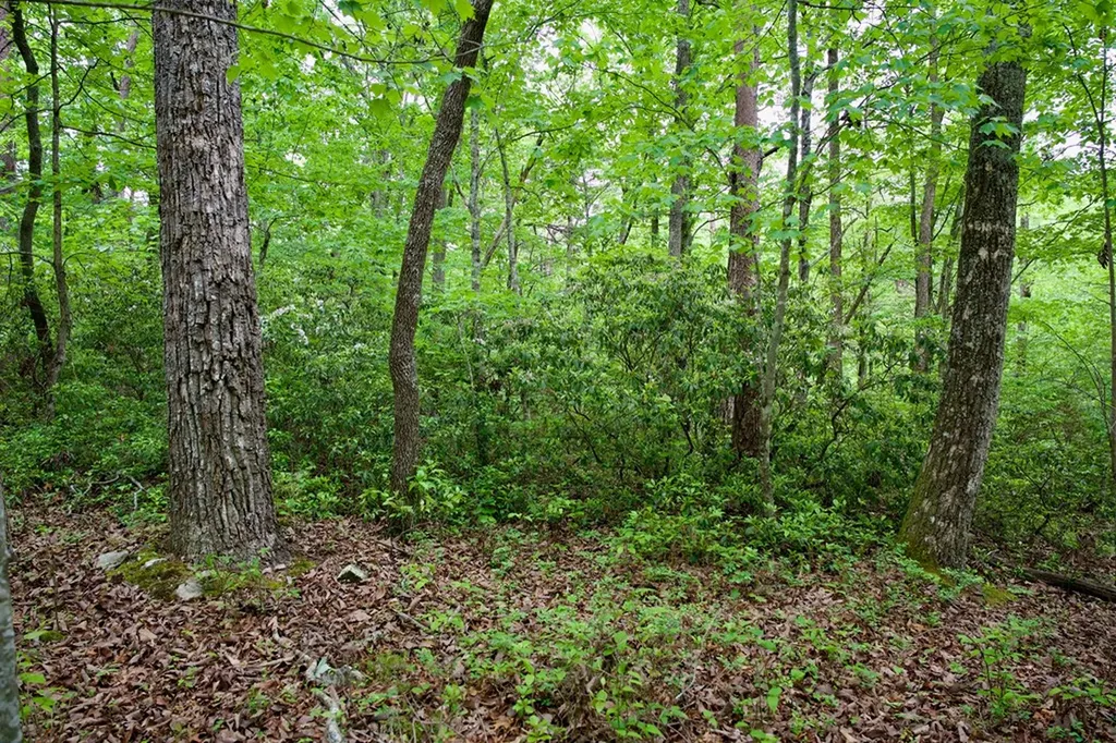 1.2AC Coyote Trail Spencer TN 38585