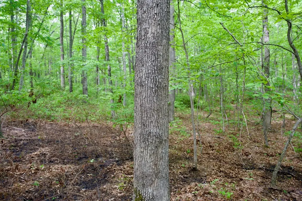 1.1AC Hillis Cemetery Road Spencer TN 38585