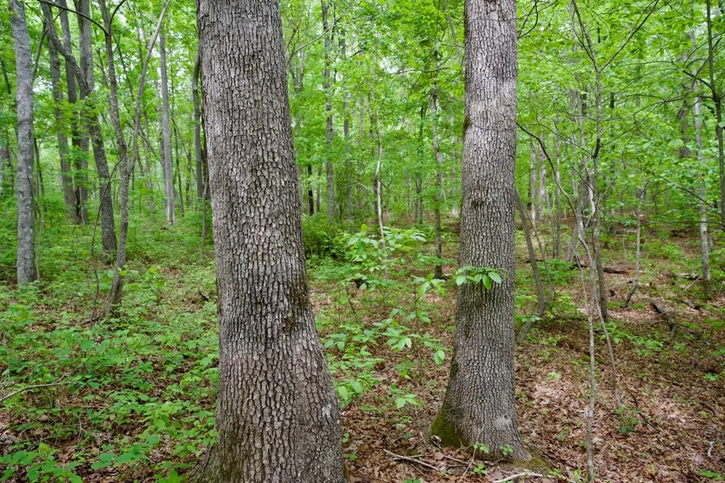 1.1AC Hillis Cemetery Road Spencer TN 38585