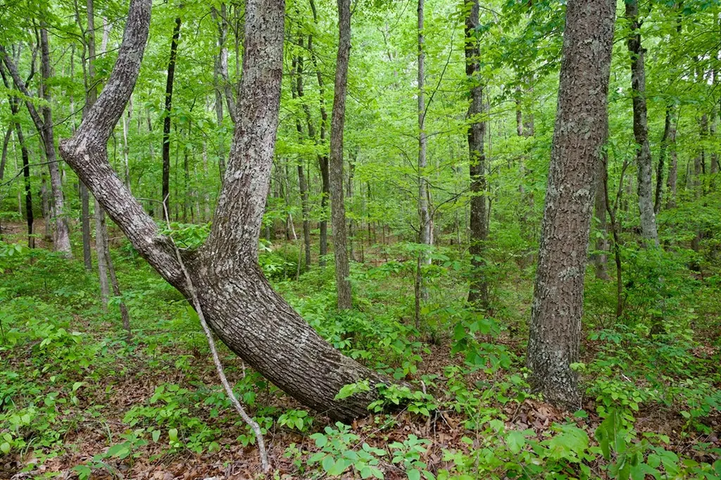1.1AC Hillis Cemetery Road Spencer TN 38585