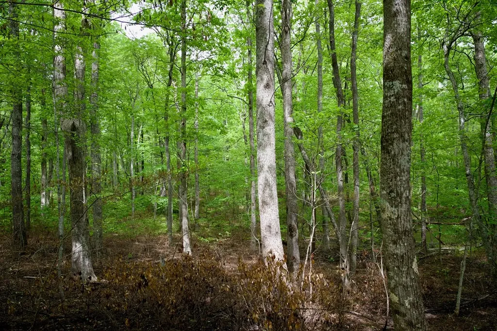 1.1AC Hillis Cemetery Road Spencer TN 38585