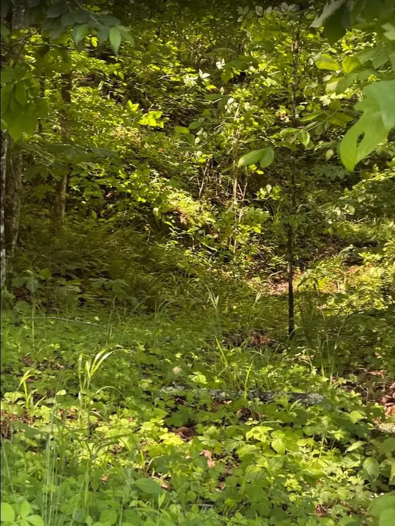 0 Spring Creek Road Cookeville TN 38501