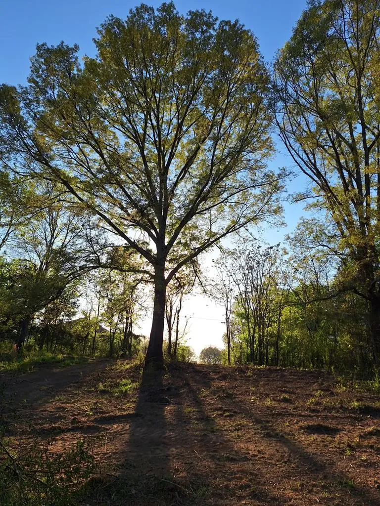 000 Bone Cave Road Rock Island TN 38581