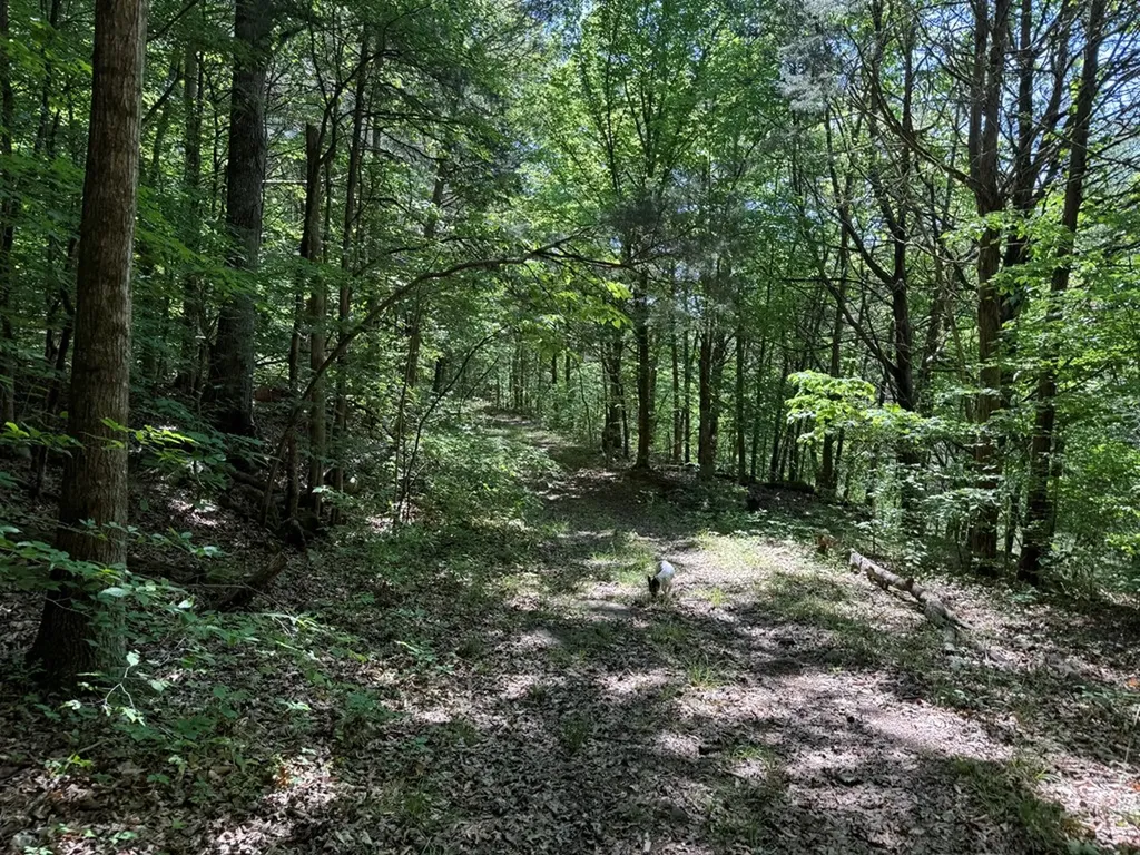 133 Cook Lane Gainesboro TN 38562