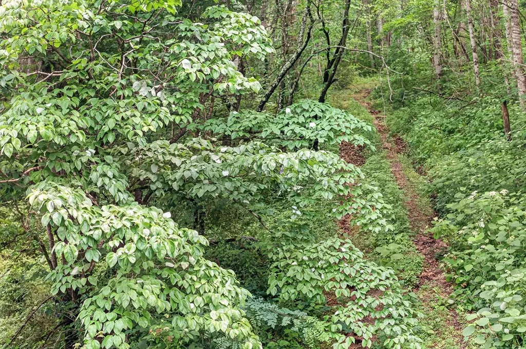 1088 Lee Hollow Road Sparta TN 38583
