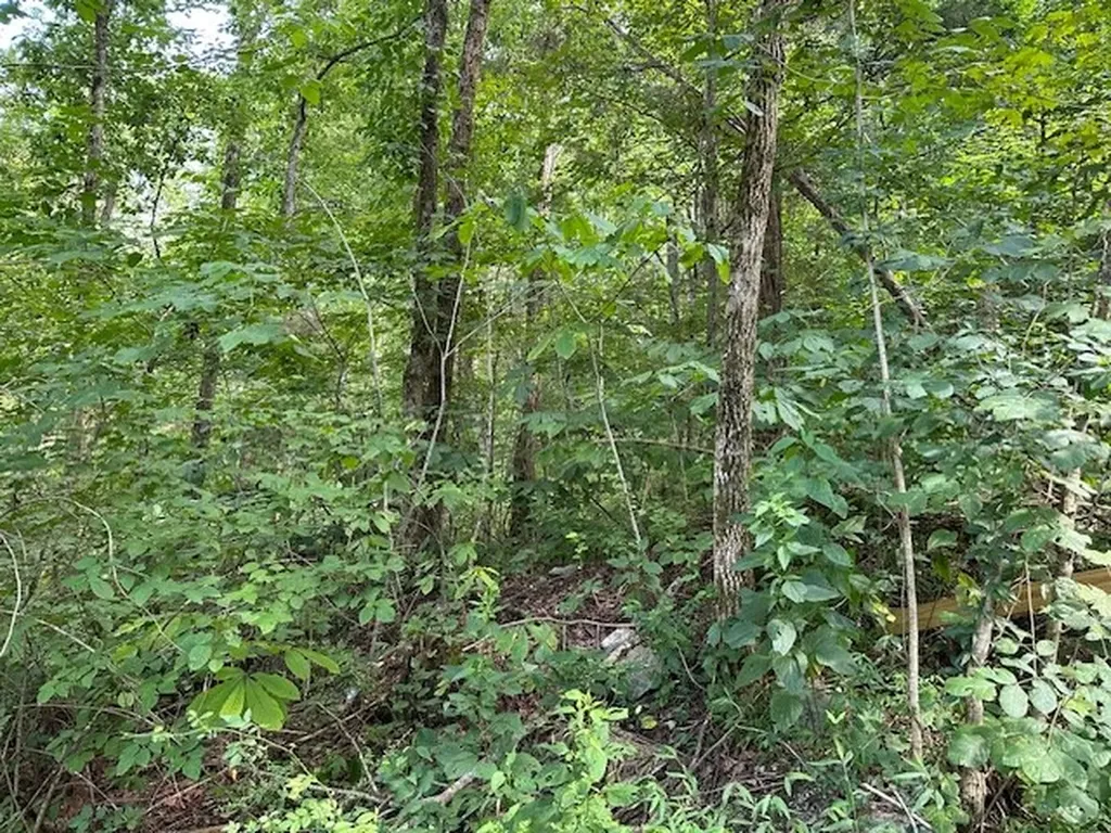 Wilder TN 38589